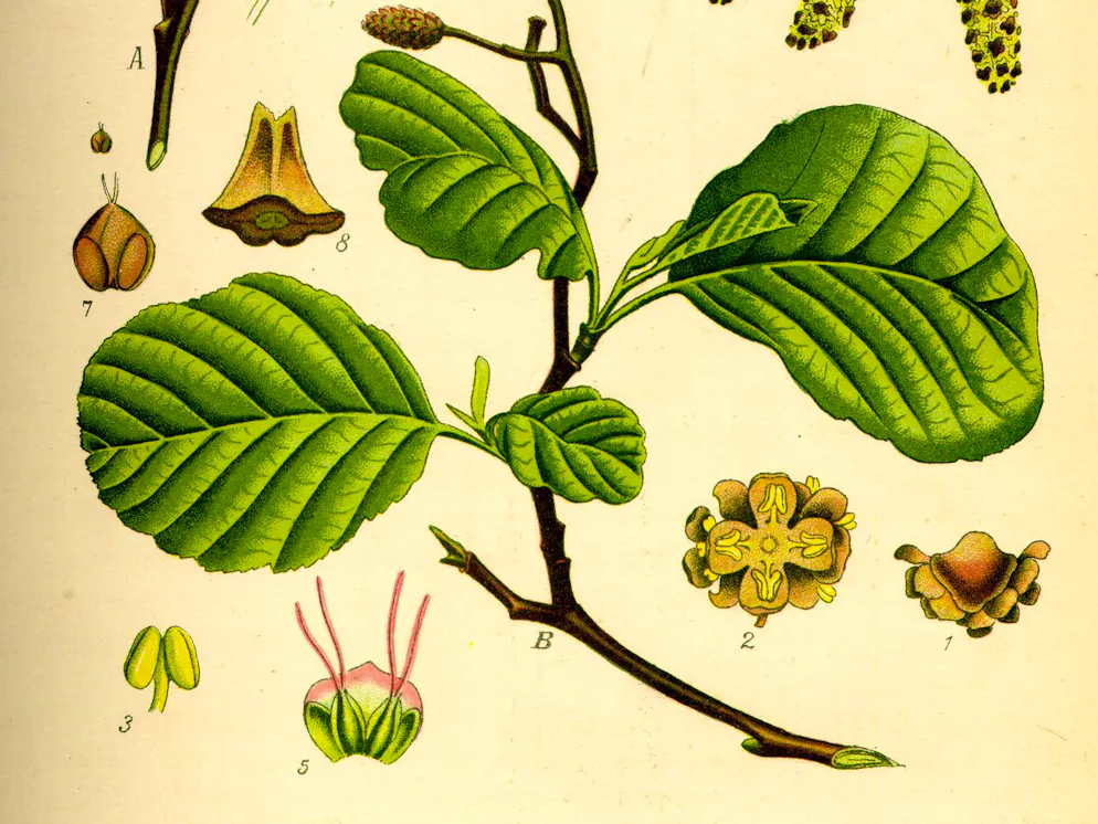 So sieht die Erle aus. Illustration von Alnus glutinosa.