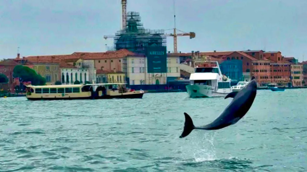 The dolphin named Mimmo is now a permanent guest in Venice. (archive picture)