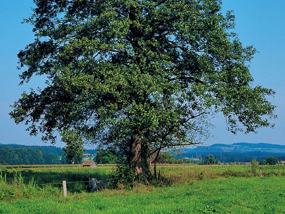 So sieht die Erle aus. Je nach Standort und Sorte können Erlen etwa 25 bis 30 Meter hoch und bis zu 120 Jahre alt werden.