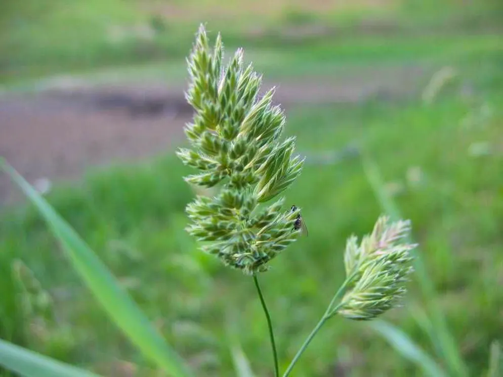 So sehen Gräser aus. So sieht der Blütenstand des Gewöhnlichen Knäuelgras aus.