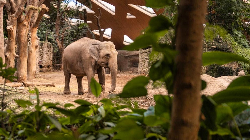 The elephant cow Indi is expecting offspring.