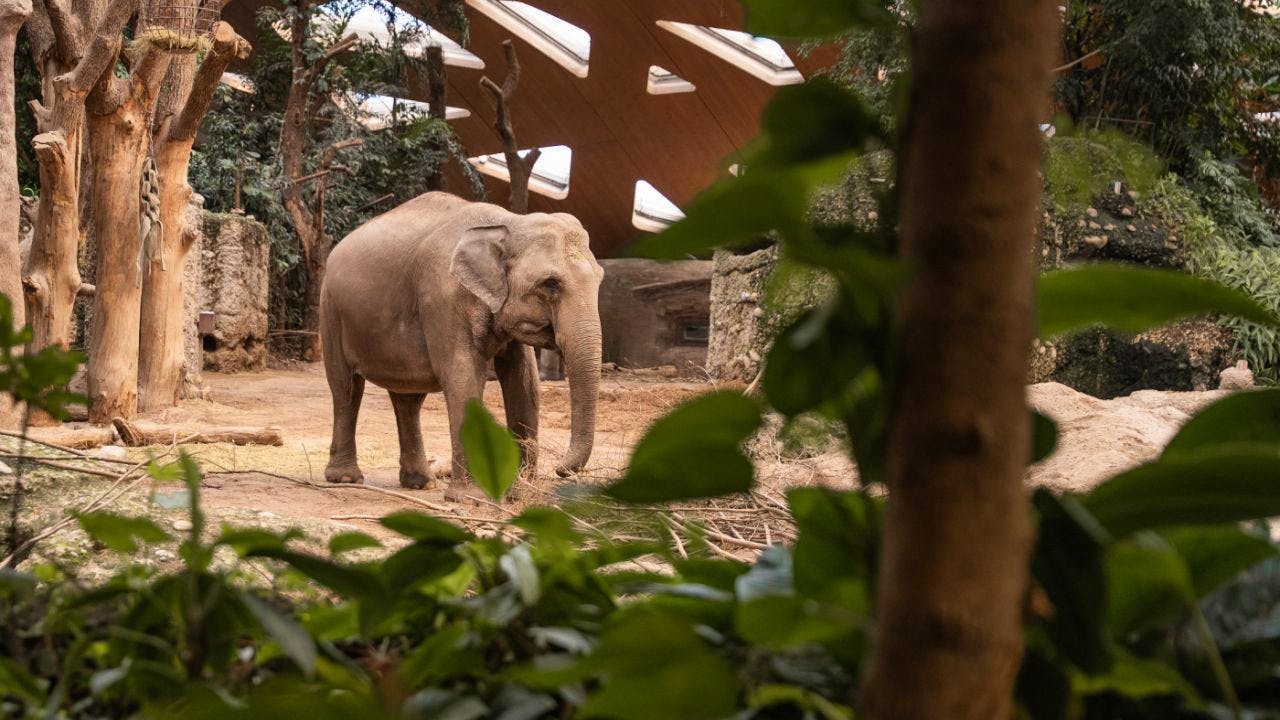 Animal world. Elephant cow Indi from Zurich Zoo is pregnant