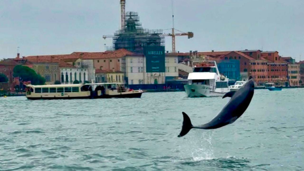 Animals. Mimmo the dolphin lives well in Venice - but also dangerously