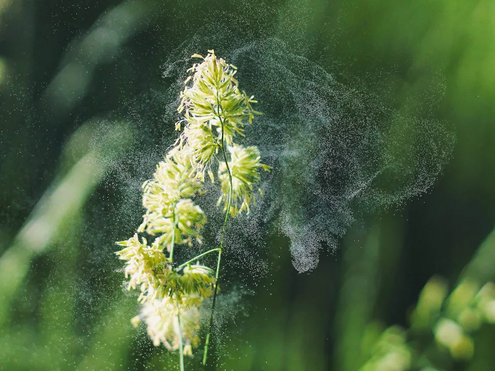 So sehen Gräser aus. Freisetzung von Pollen aus den Blüten von Dactylis glomerata