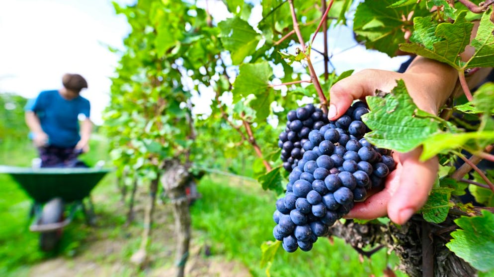 Svizzera. Dal Consiglio federale 10 milioni in più per il settore vitivinicolo