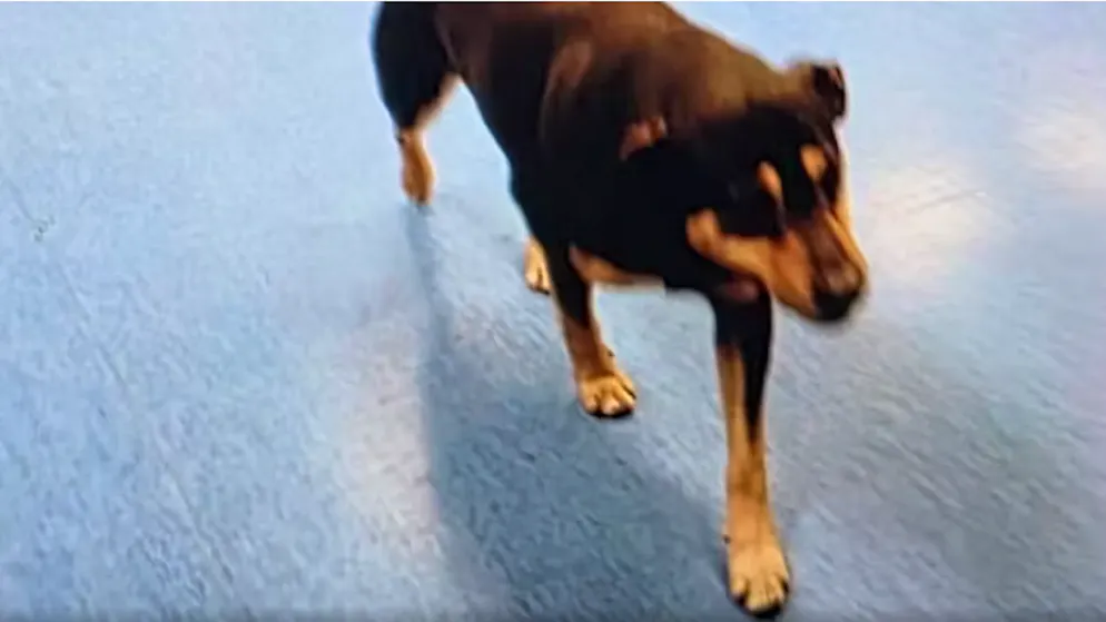 Diego wanted to stay with his owner. Dog runs 20 kilometers after ambulance