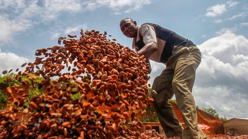 Il cacao è una risorsa preziosa per molti coltivatori.