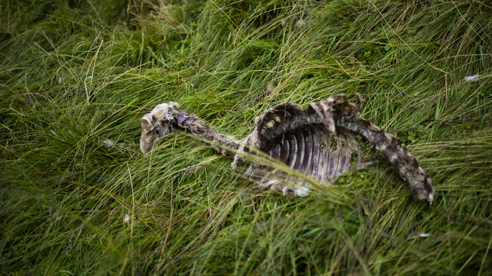 Immer mehr Angriffe in Frankreich. Kommt nun auch in der Schweiz die Wolfsobergrenze?