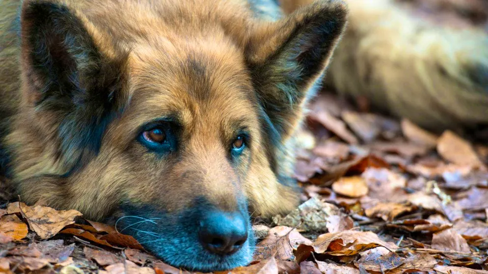 Neuroanatomically very different from wolves: the German shepherd dog. (archive picture)