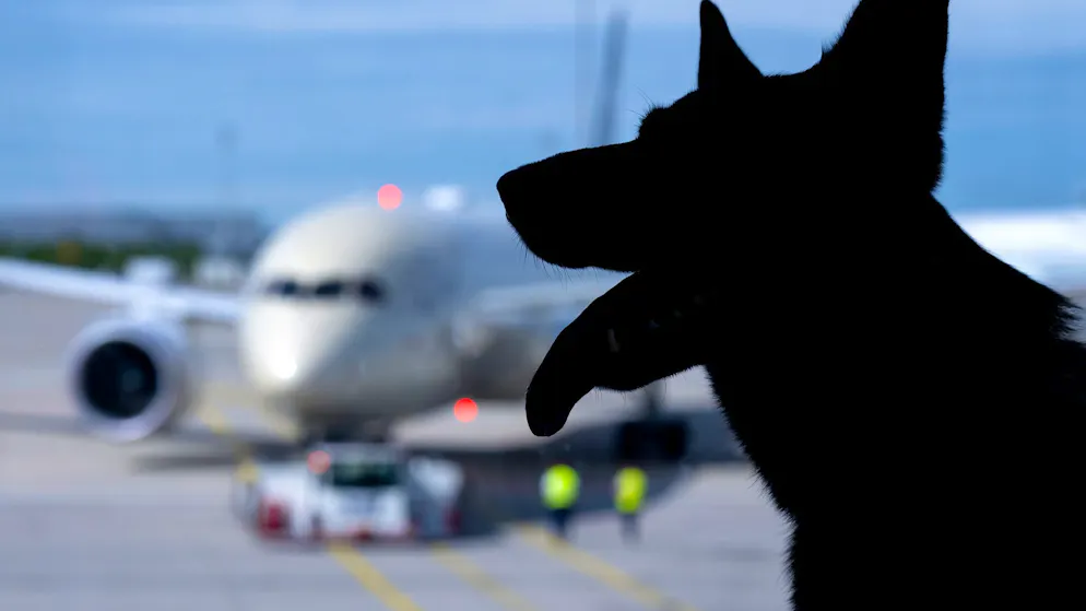 «Teil der Familie». Lufthansa-Tochter erlaubt 30-Kilo-Hunde in Flugzeugen