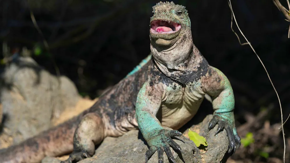 Die Galapagos-Inseln sind für ihre einzigartige Tier- und Pflanzenwelt berühmt.