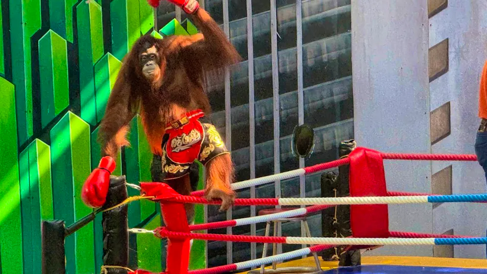 ARCHIVE - An orangutan has to perform and pose for the audience in one of the controversial "boxing shows" at the Safari World amusement park near Bangkok. In Southeast Asia, endangered great apes are still being abused for shows to entertain tourists. Photo: Carola Frentzen/dpa