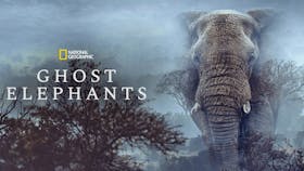 Ein majestätischer afrikanischer Elefant erscheint wie ein Geist in einer nebligen Waldlandschaft unter dem National Geographic Logo.