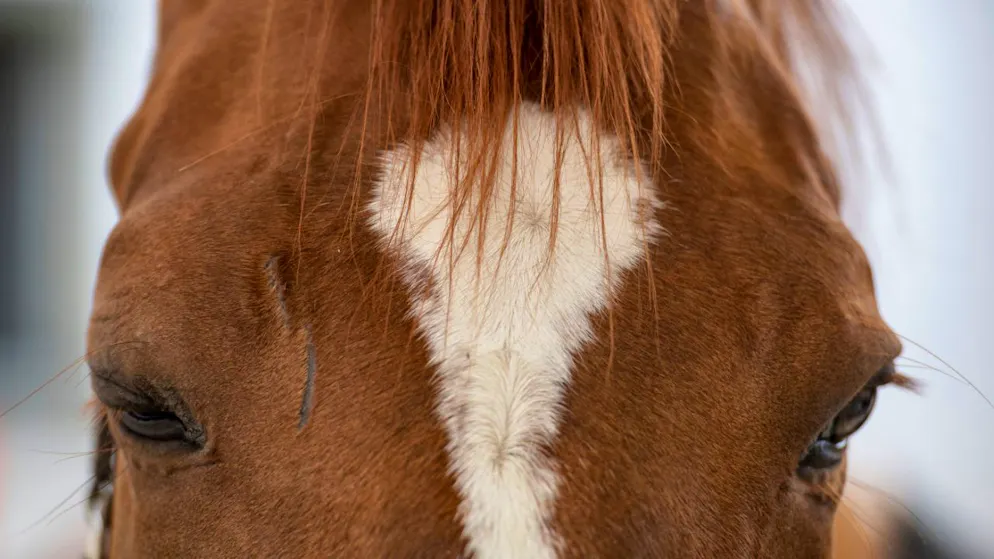 Vaud. Trascinata per centinaia di metri dal suo cavallo, morta una 22enne