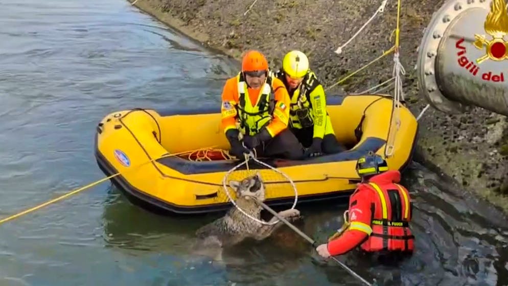 Wildtier in akuter Not. Wölfin steckt im Kanal fest – spektakuläre Rettung bei Verona
