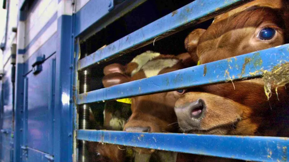 The Federal Council must draw up an obligation to declare the origin and country of processing for foreign meat from animal transports lasting several days. (Archive image)