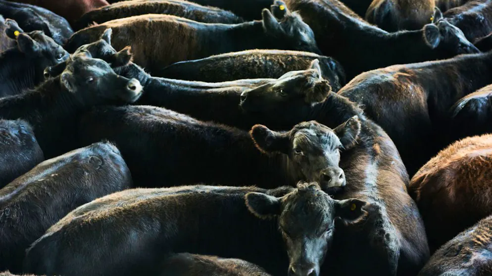 Agriculture. La viande étrangère doit être mieux réglementée