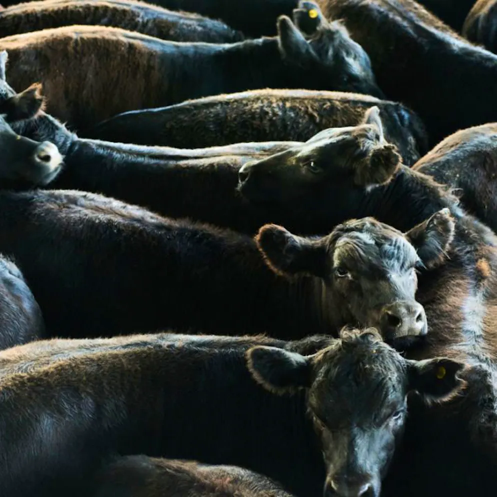 Agriculture. La viande étrangère doit être mieux réglementée