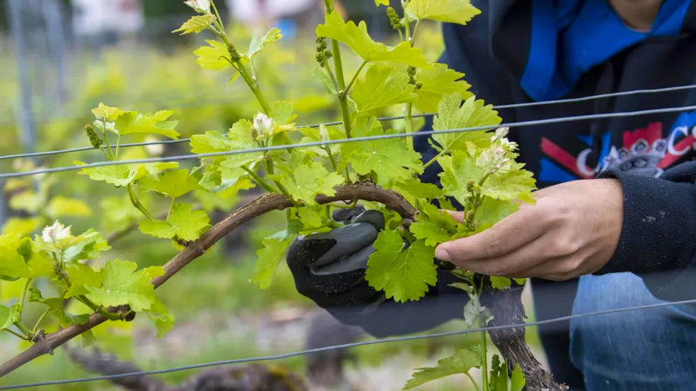 Des élèves de 7H de Sion auront droit à des cours pédagogiques dédiés à la vigne dès lundi (image d'illustration).
