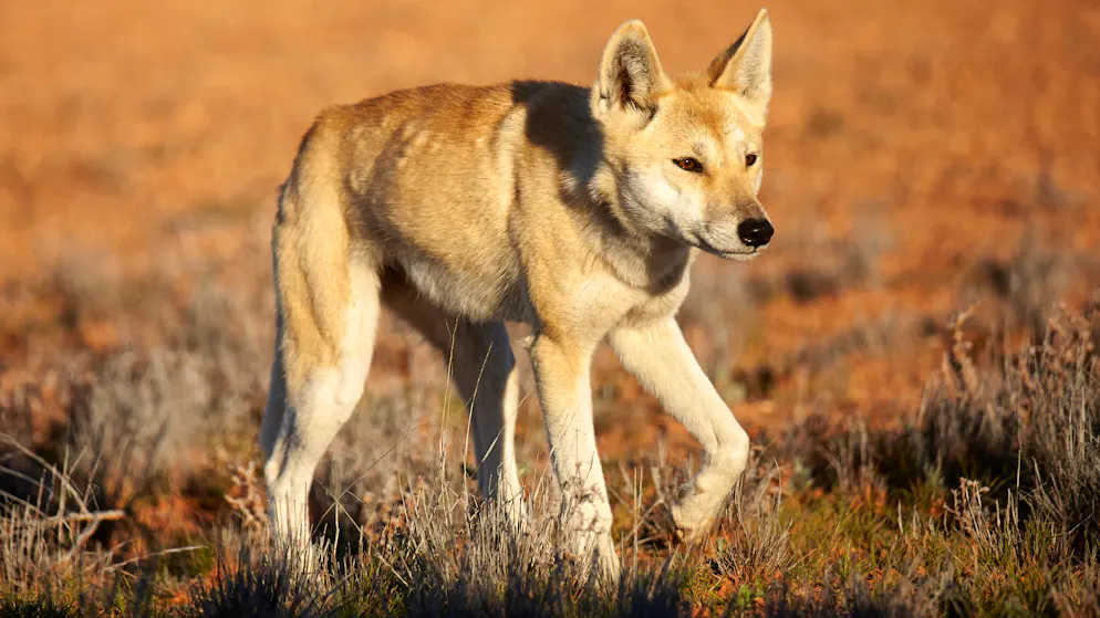 Une Canadienne s'est noyée après avoir été blessée lors d'une attaque de dingos.