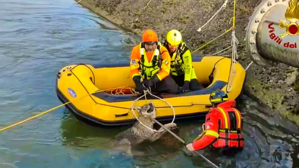 Ecco il  video. Salvataggio spettacolare vicino a Verona: una lupa era rimasta bloccata in un canale