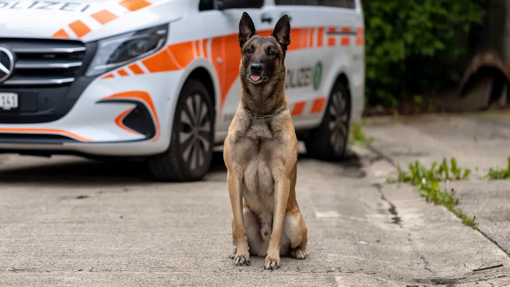 Due uomini arrestati. Il cane poliziotto Ueli sventa un furto in un garage di San Gallo