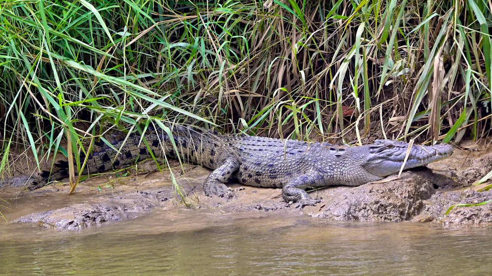 Authorities in northern Australia warn of the danger of crocodiles.