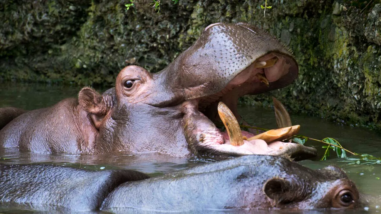 Naturwissenschaft. Invasive grosse Tiere in Seen: Jede zweite Art macht Probleme