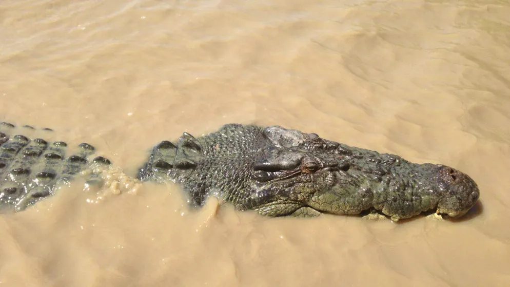 Le Territoire du Nord de l'Australie est envahi de crocodiles après de fortes inondations. (illustration)