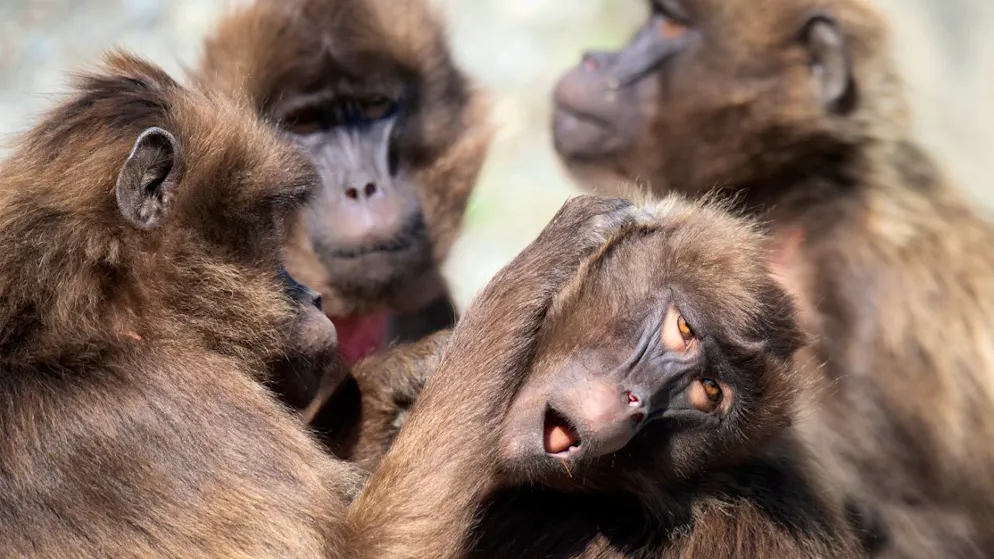 Decisione drastica. Lo zoo di Zurigo sopprime 10 babbuini. Ecco perché