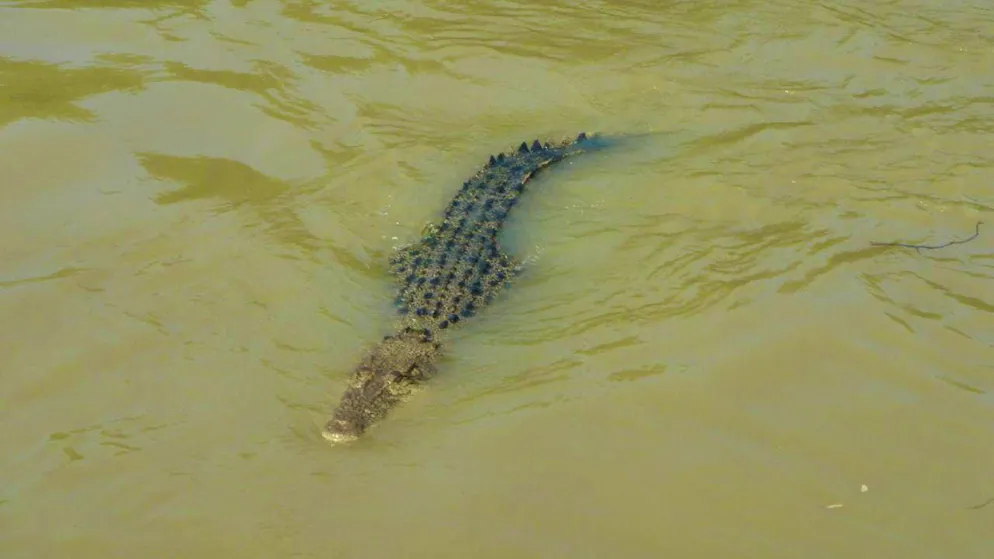 ARCHIVE - A crocodile swims in the Adelaide River in the Northern Territory. Photo: Carola Frentzen/dpa