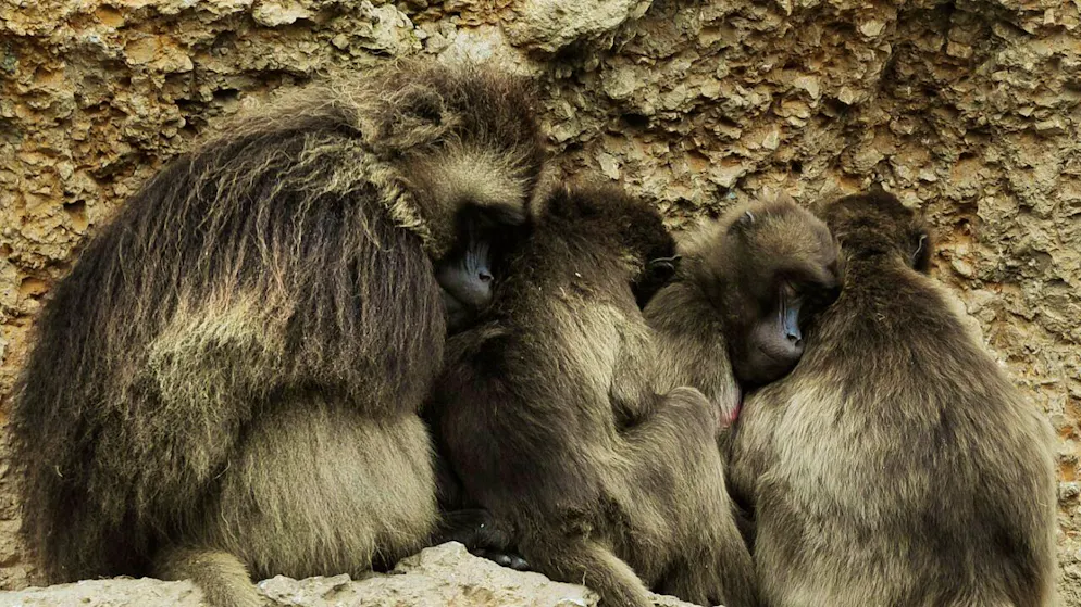 Trauriger Schritt. Zoo Zürich tötet zehn gesunde Affen