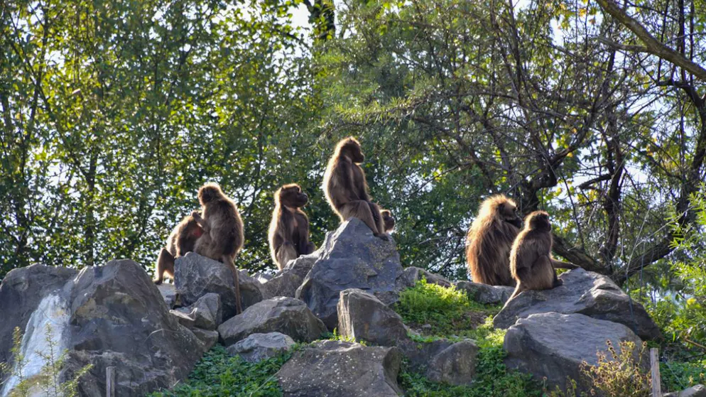 Les montagnes Semien du zoo de Zurich sont l'habitat d'un grand clan de singes Géladas: dix individus en surnombre ont dû y être euthanasiés.
