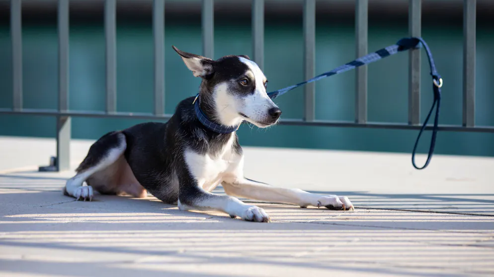 La denuncia delle associazioni. Le strade di Dubai si riempiono di cani e gatti abbandonati dagli stranieri in fuga