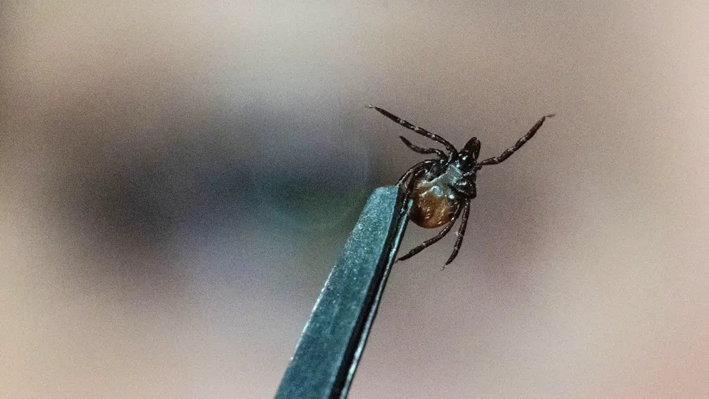 Durchbruch im Labor. Forschende finden möglichen «Schalter» gegen das FSME-Virus