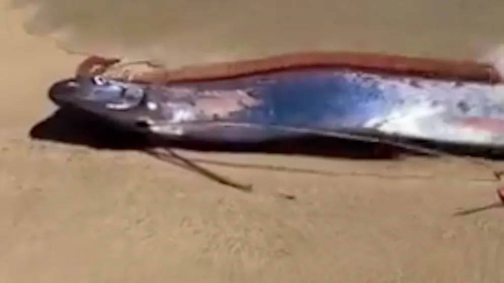 What is it about doomsday prophets?. Two doomsday fish strand in Mexico