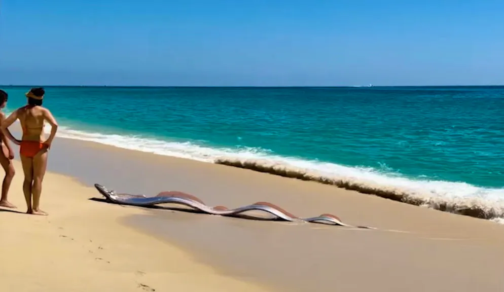 Sie werden extrem selten gesicht, doch m mexikanischen Cabo San Lucas verirrten sich jetzt gleich zwei Riemenfisch an Land.