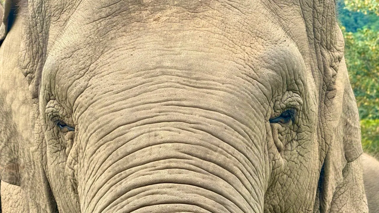Thailand. Elefant besucht thailändisches Restaurant – schwere Schäden
