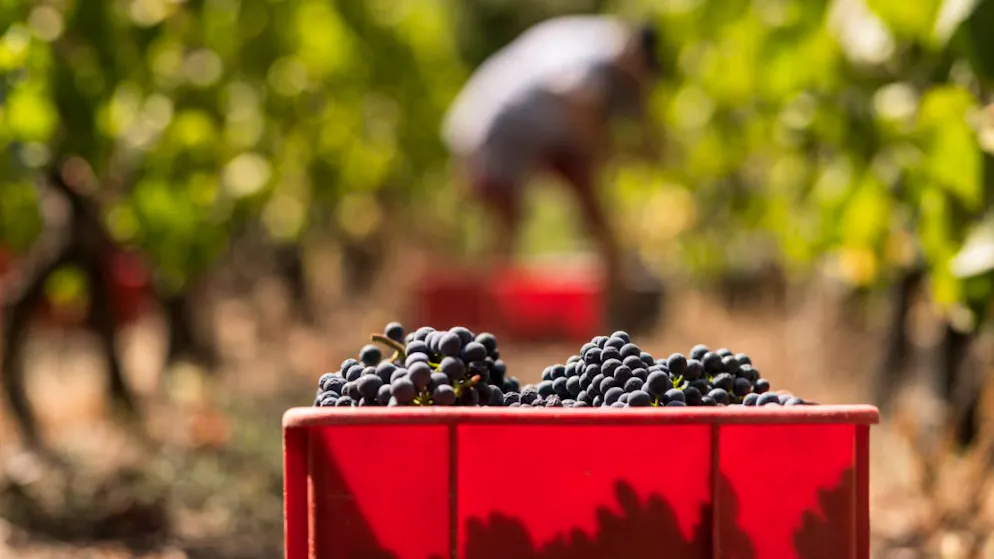 Le Grand Conseil valaisan a choisi d'aider sa viticulture (image d'illustration).