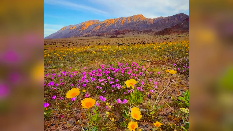 The most parched place in North America. Suddenly colorful flowers cover the desert of the Valley of Death