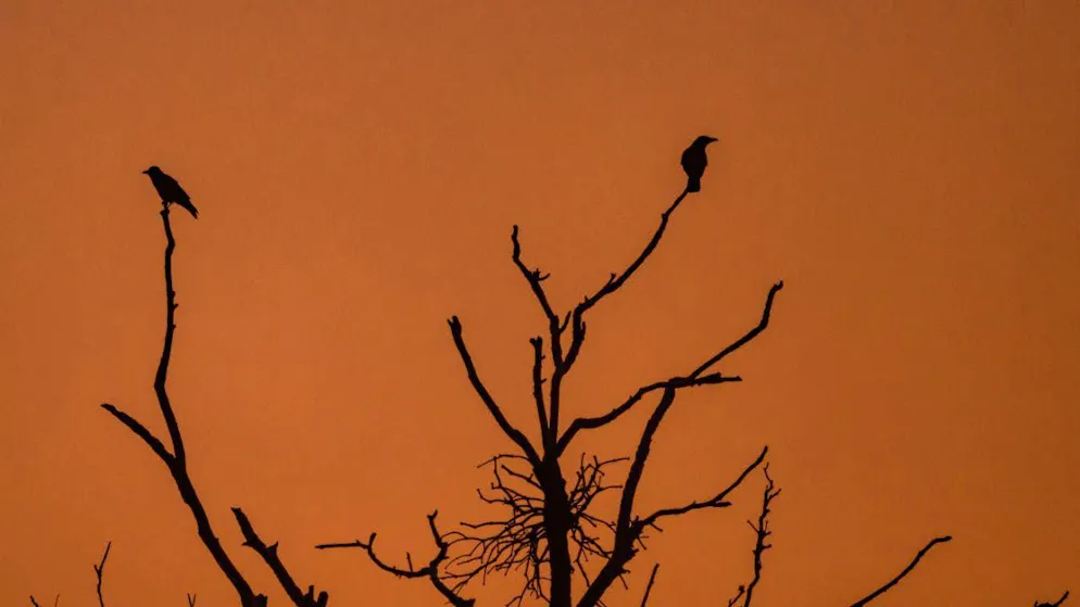 According to a new study, ravens regularly visit wolves' jade territories to find carrion. (symbolic image)