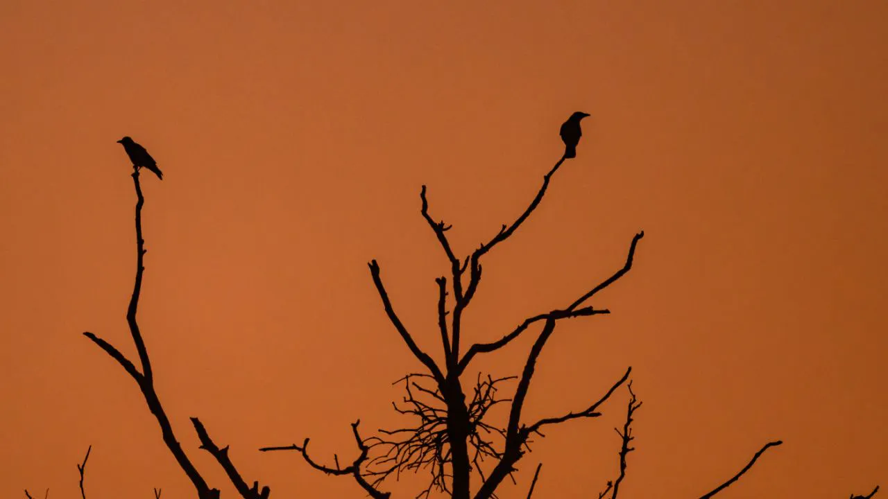 Biologie. Raben nutzen ihr räumliches Gedächtnis statt Wölfe zu stalken