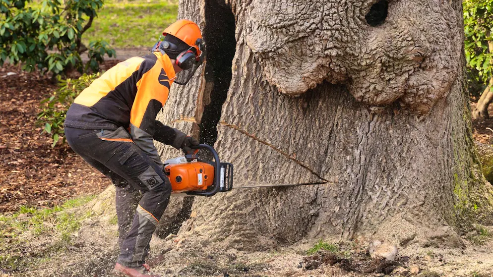 The municipality felled the trees even though it was not responsible for doing so. (symbolic image)