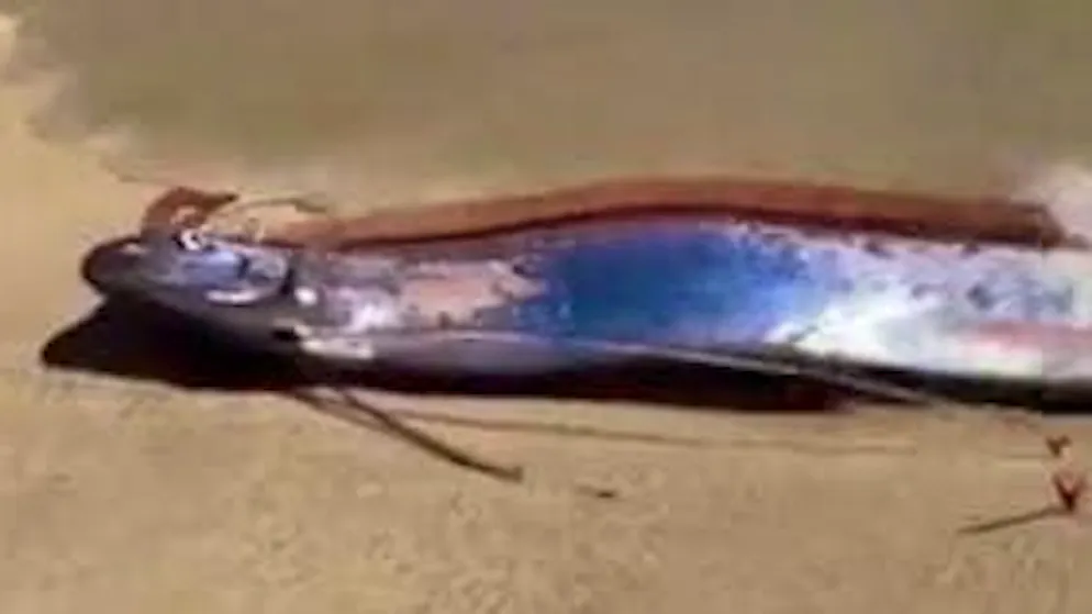 Ecco perché. Due pesci del giorno del giudizio arenati in Messico, presagio di cattive notizie?