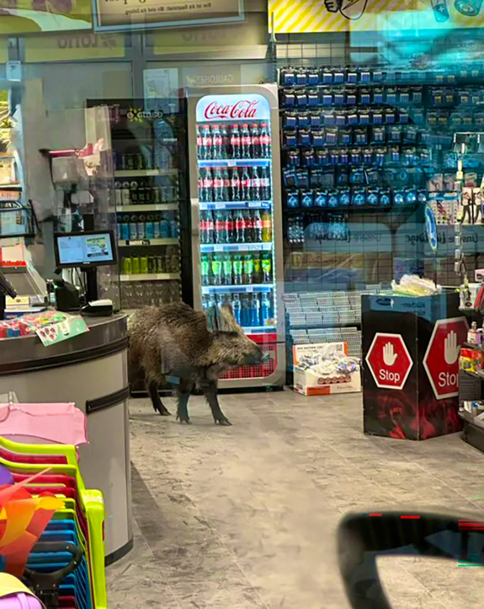 Un cinghiale è entrato in un centro commerciale di Berlino-Köpenick.