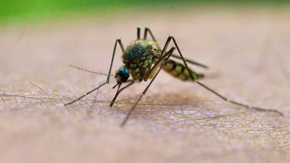 A mosquito bite is sometimes not only troublesome, but also dangerous. (symbolic image)