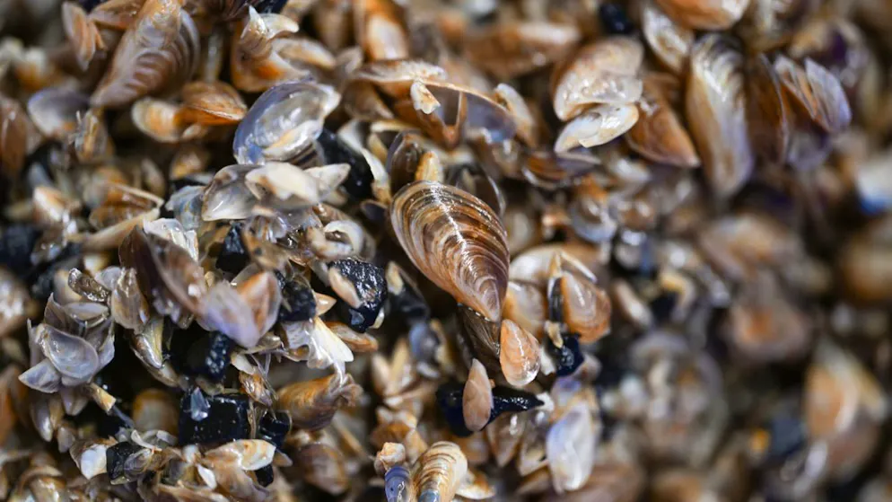 Cozze quagga nei laghi svizzeri.