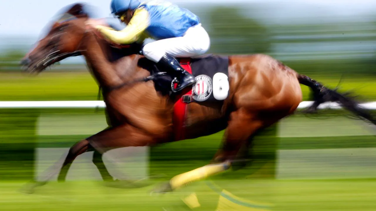 Türkei. Mikrochip im Essen gehörte zu ehemaligem Rennpferd