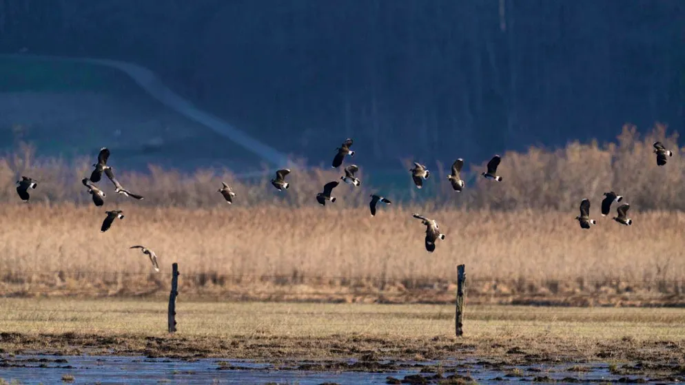 Lapwings find their food in damp areas. Here in one of the last large fens in Neerach ZH. (archive picture)