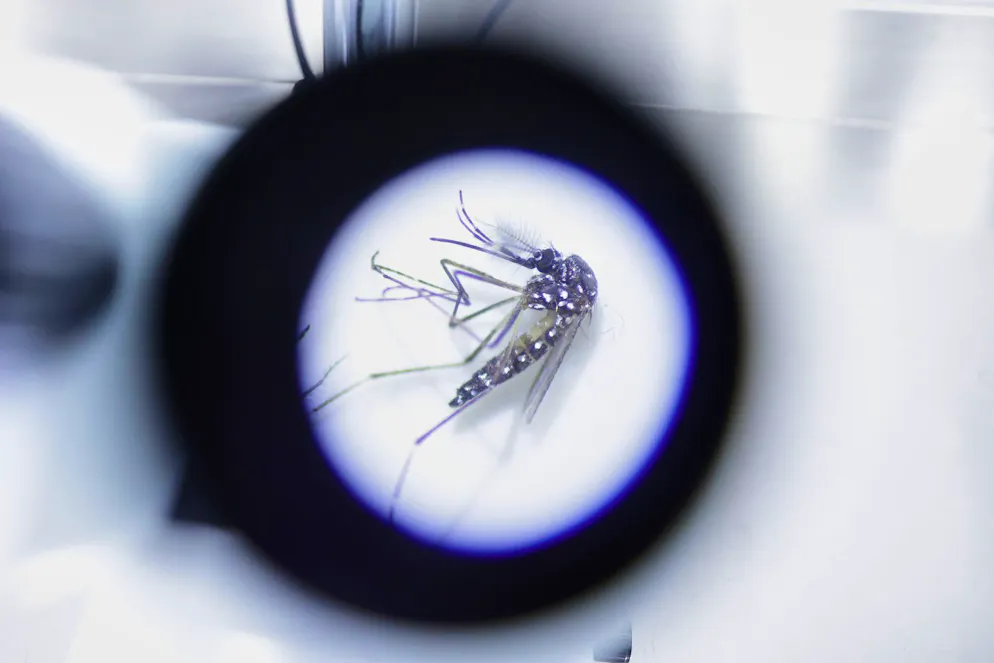 Les insectes analysés avaient été capturés sur plusieurs sites de la région bâloise, incluant des parcs et des jardins, durant l'automne 2024.